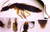 Othius subuliformis